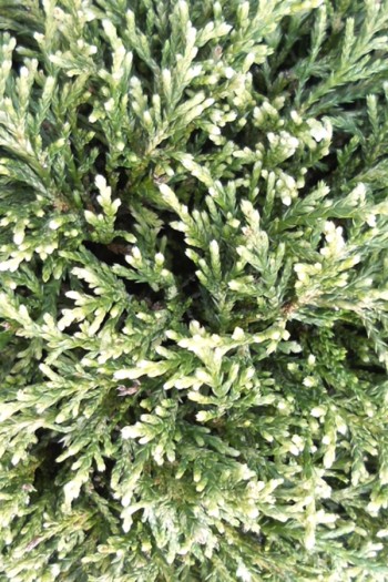 Кипарисовик горохоплідний Вайт Бьюті|Chamaecyparis pisifera ’White Beauty’|Кипарисокик горохоплодный Вайт Бьюти